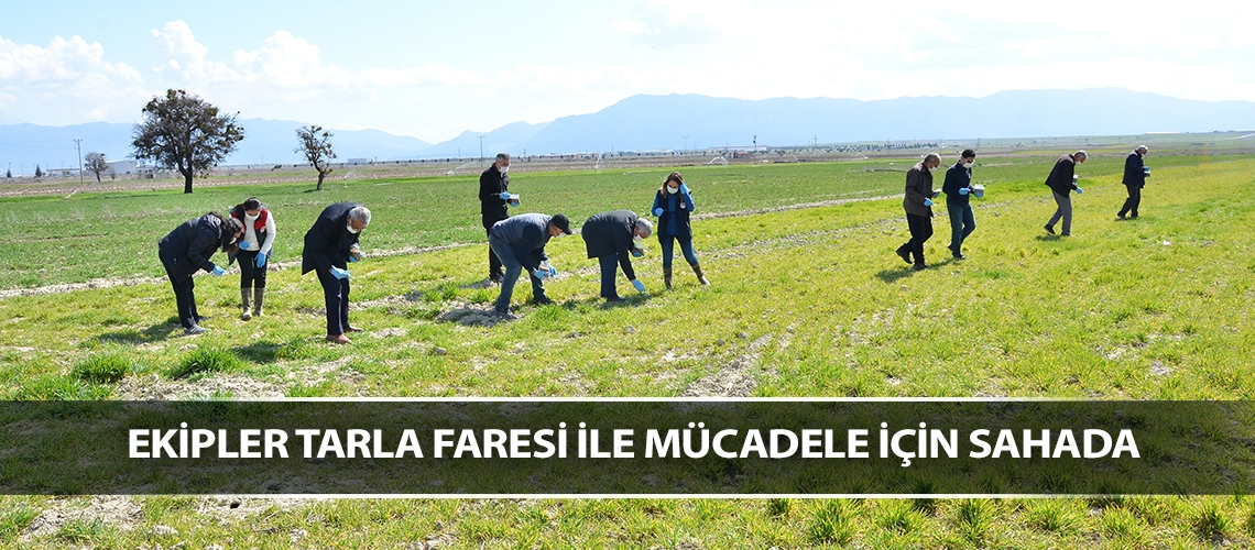 Ekipler tarla faresi ile mücadele için sahada