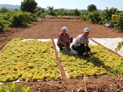 Denizli’de üzümler doğal yöntemlerle kurutuluyor