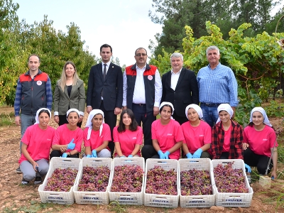 Denizli'nin bağlarında üzüm hasadı sona erdi