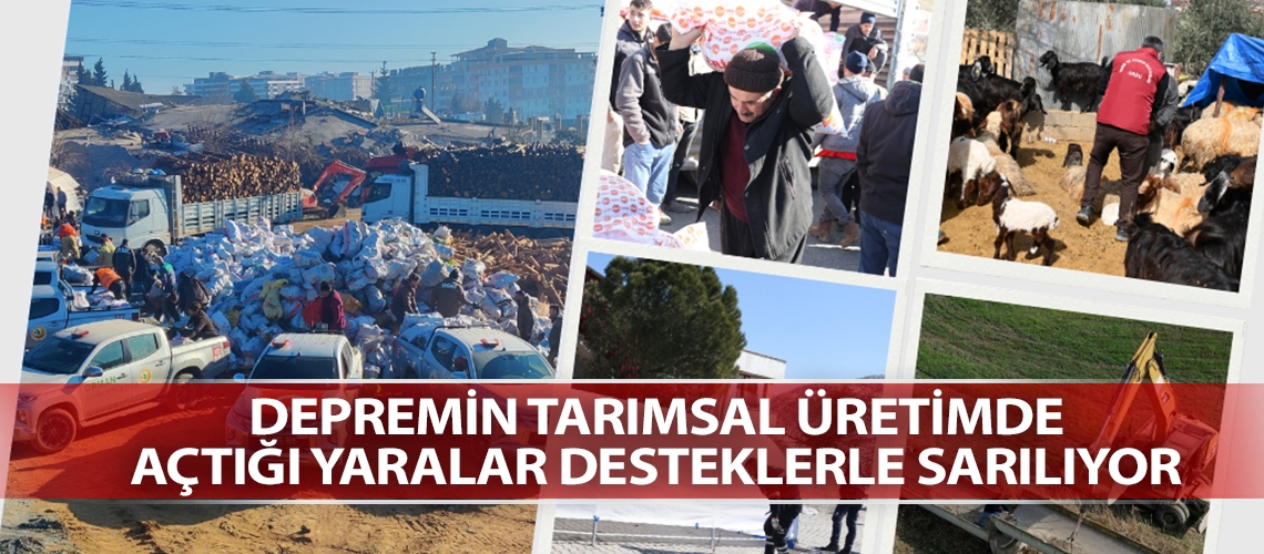 Depremin tarımsal üretimde açtığı yaralar desteklerle sarılıyor