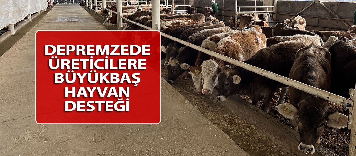 Depremzede üreticilere büyükbaş hayvan desteği