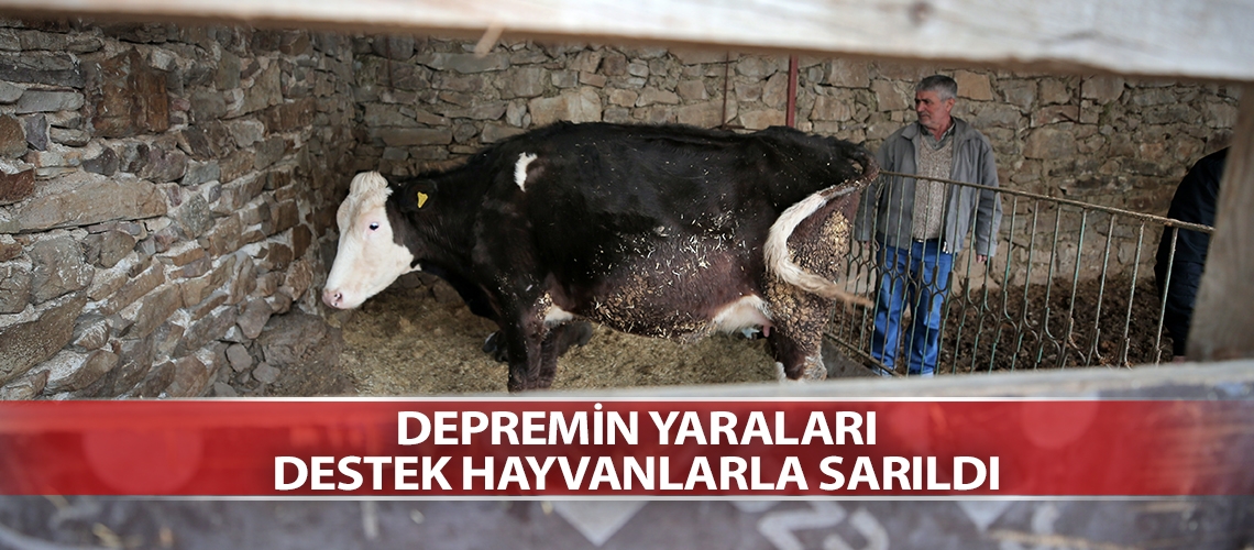 Depremin yaraları destek hayvanlarla sarıldı