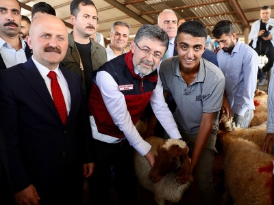 Depremzede üreticilere büyükbaş hayvan desteği