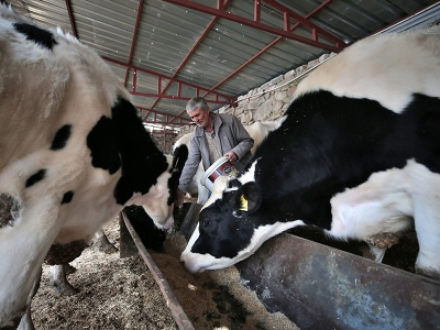 Depremin yaraları destek hayvanlarla sarıldı