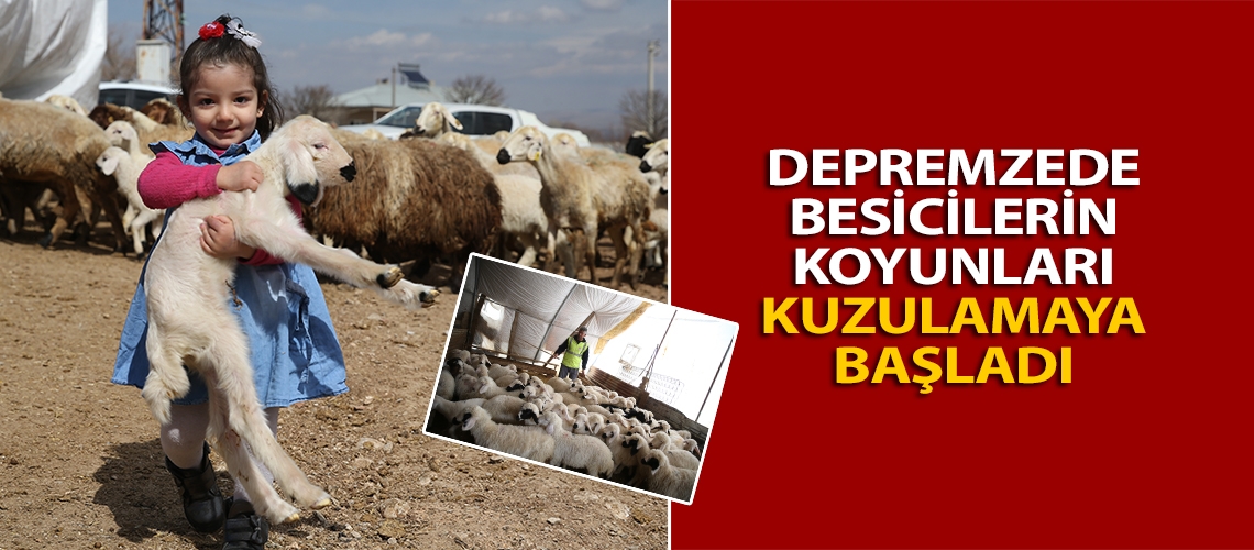Depremzede besicilerin koyunları kuzulamaya başladı