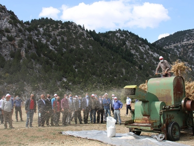 Derebucak’ta hasat şenliği