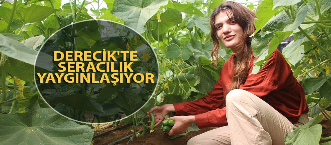 Derecik'te seracılık yaygınlaşıyor
