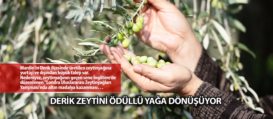 Derik zeytini ödüllü yağa dönüşüyor