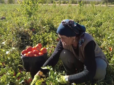 Destekle kızaran domateslerinden tonlarca verim bekliyor