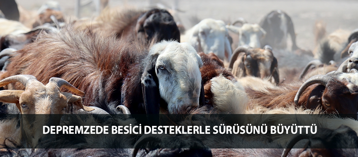 Depremzede besici desteklerle sürüsünü büyüttü