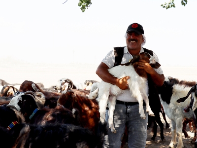Depremzede besici desteklerle sürüsünü büyüttü
