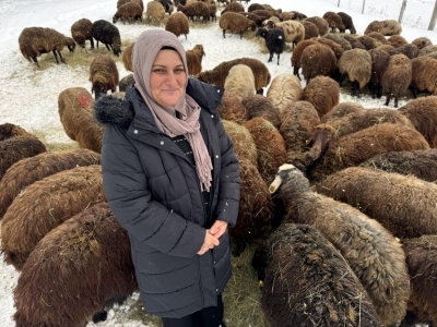 Ardahan’da desteklerle koyun sayısı arttı