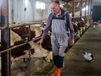 Destekle modern tesis kurdu hayvancılıktan vazgeçmedi