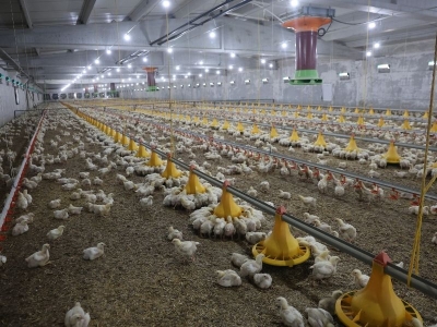 Devletten aldığı destekle ikinci çiftliğini açtı