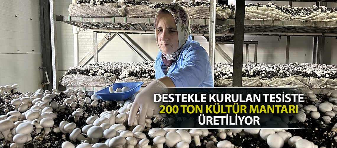 Destekle kurulan tesiste 200 ton kültür mantarı üretiliyor