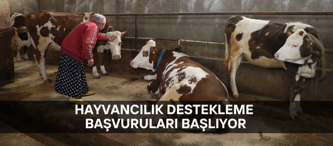 Hayvancılık destekleme başvuruları başlıyor