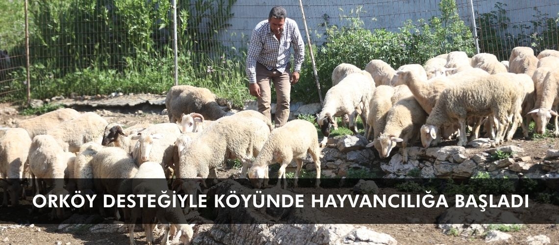 ORKÖY desteğiyle köyünde hayvancılığa başladı