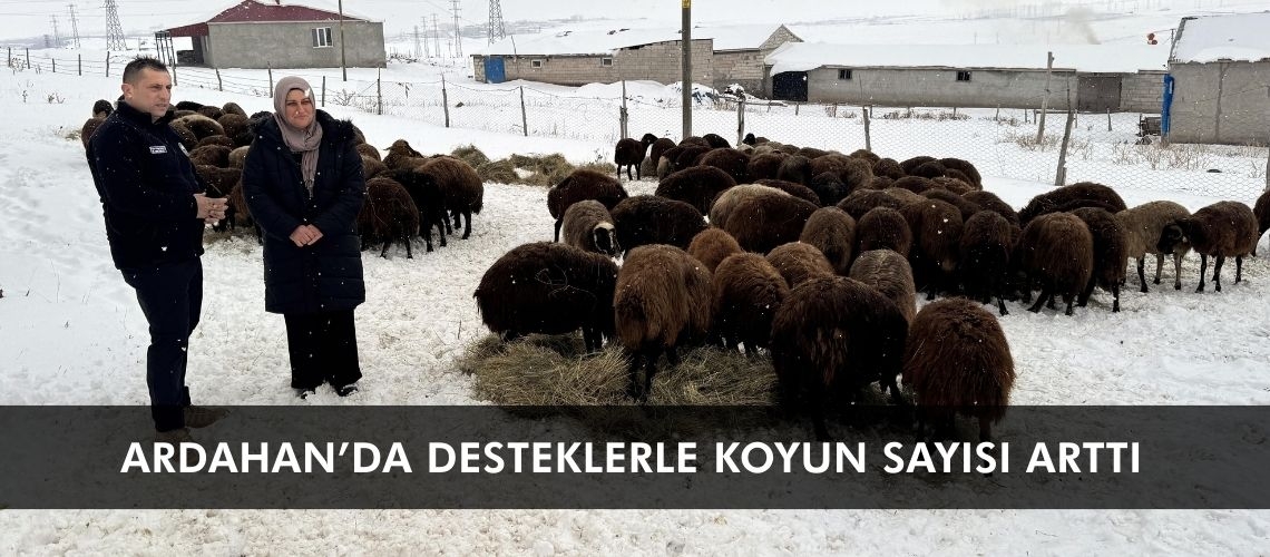 Ardahan’da desteklerle koyun sayısı arttı