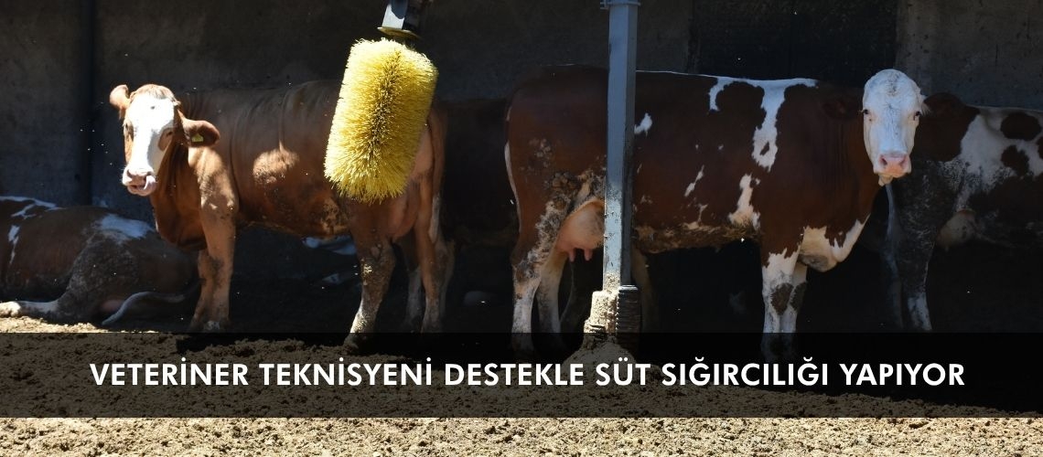 Veteriner teknisyeni destekle süt sığırcılığı yapıyor