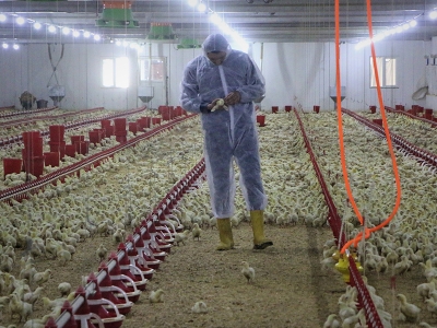 Şehirden sıkıldı, çiftçi oldu