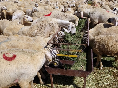 Yöresel hayvancılık işletmelerine 6,2 milyon lira destek