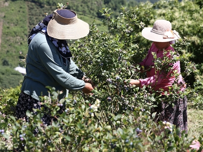Maviyemiş üretimi destekle arttı