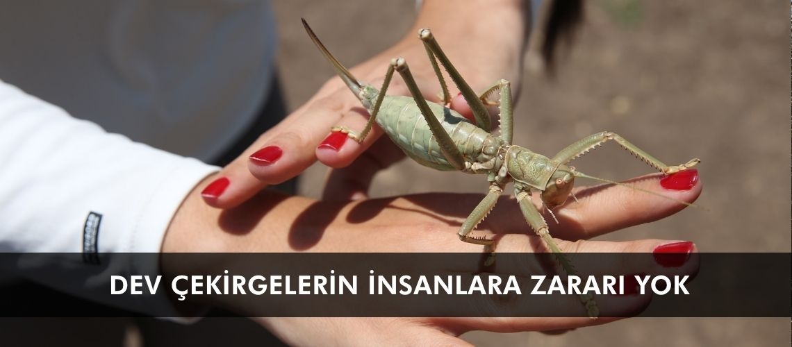 Dev çekirgelerin insanlara zararı yok