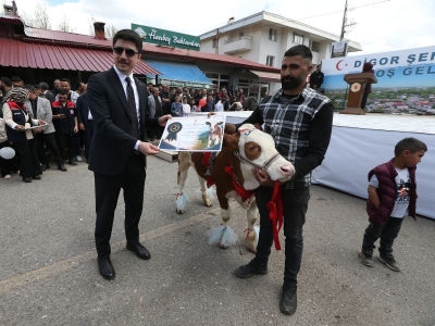 Buzağılar güzellikleriyle yarıştı