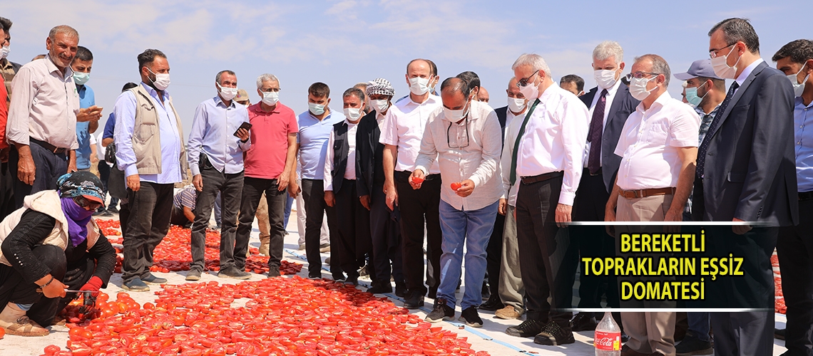 Bereketli toprakların eşsiz domatesi