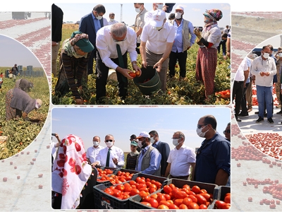 Bereketli toprakların eşsiz domatesi