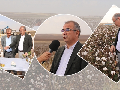 Pamukta verimli sezon, yüksek rekolte