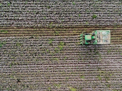 Beyaz altında yüksek rekolte, iyi fiyat