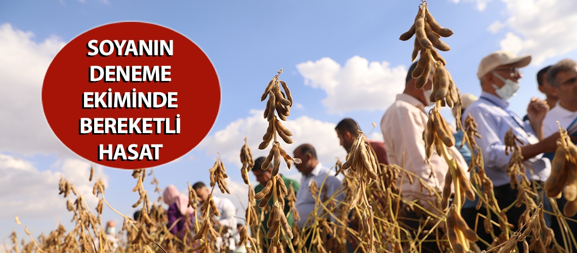 Soyanın deneme ekiminde bereketli hasat