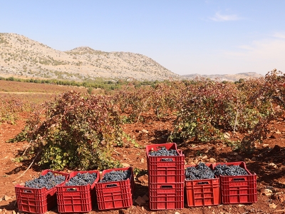 Tescilli üzümde bereketli hasat