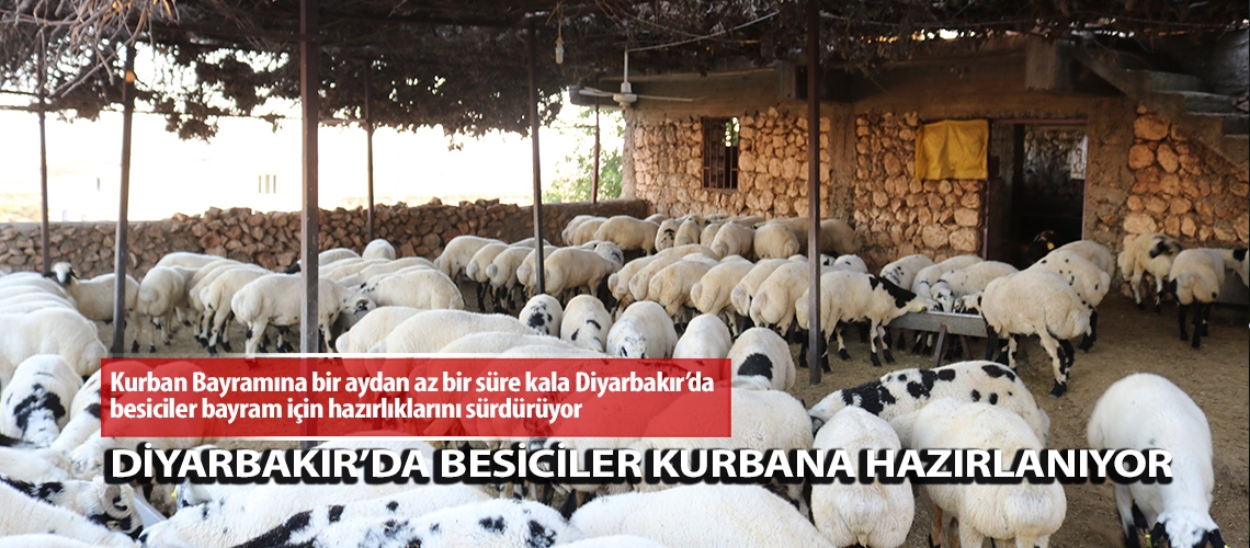 Diyarbakır’da besiciler kurbana hazırlanıyor