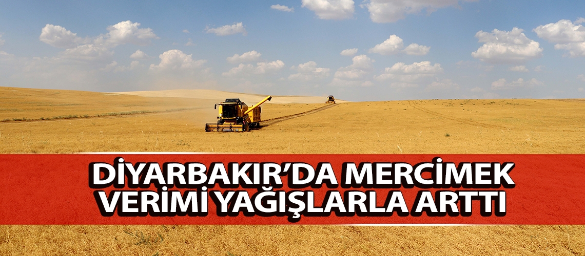 Diyarbakır’da mercimek verimi yağışlarla arttı