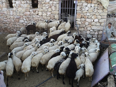 Diyarbakır’da besiciler kurbana hazırlanıyor