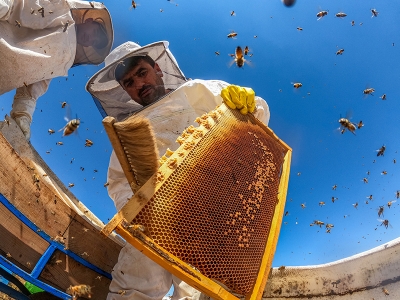 Karacadağ’da bin ton bal hasat edildi