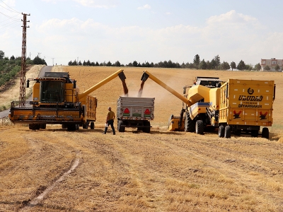 Diyarbakır’da mercimek verimi yağışlarla arttı