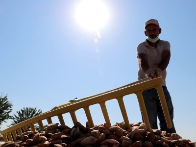 Badem bahçesiyle gelirini dört kat artırdı