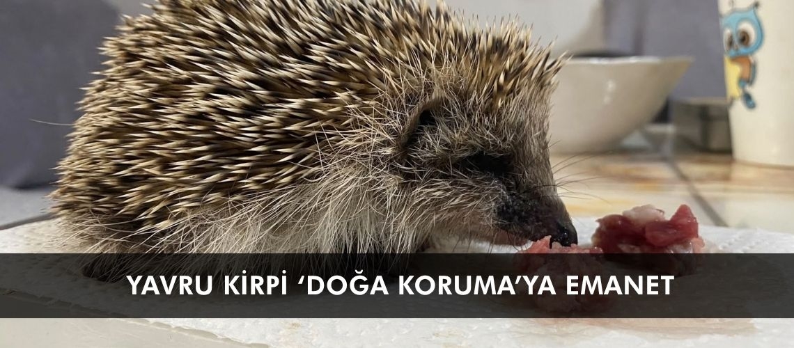 Yavru kirpi ‘Doğa Koruma’ya emanet