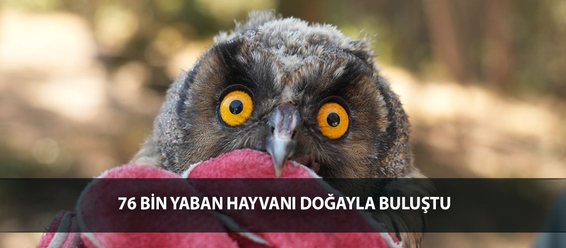 76 bin yaban hayvanı doğayla buluştu