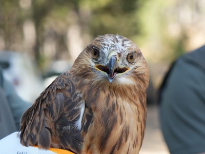 76 bin yaban hayvanı doğayla buluştu