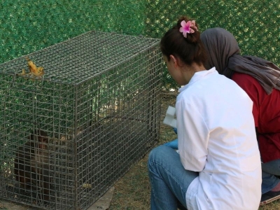 Hayvanlar doğada da şehirde de güvende