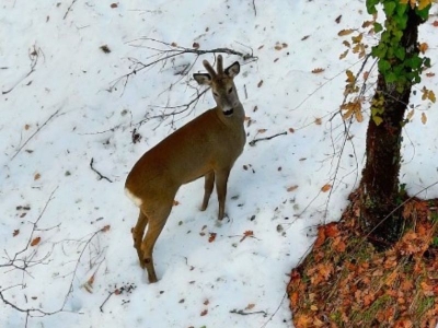 Yaban hayatından kış manzaraları