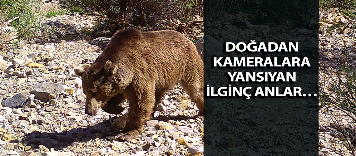Doğadan kameralara yansıyan ilginç anlar…