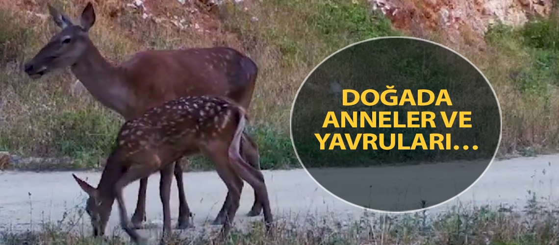 Doğada anneler ve yavruları…