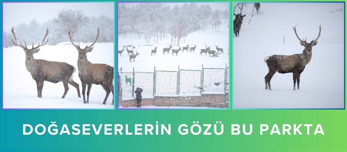 Doğaseverlerin gözü bu parkta