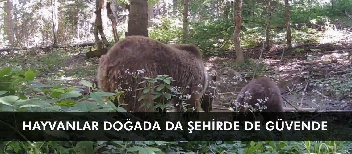 Hayvanlar doğada da şehirde de güvende
