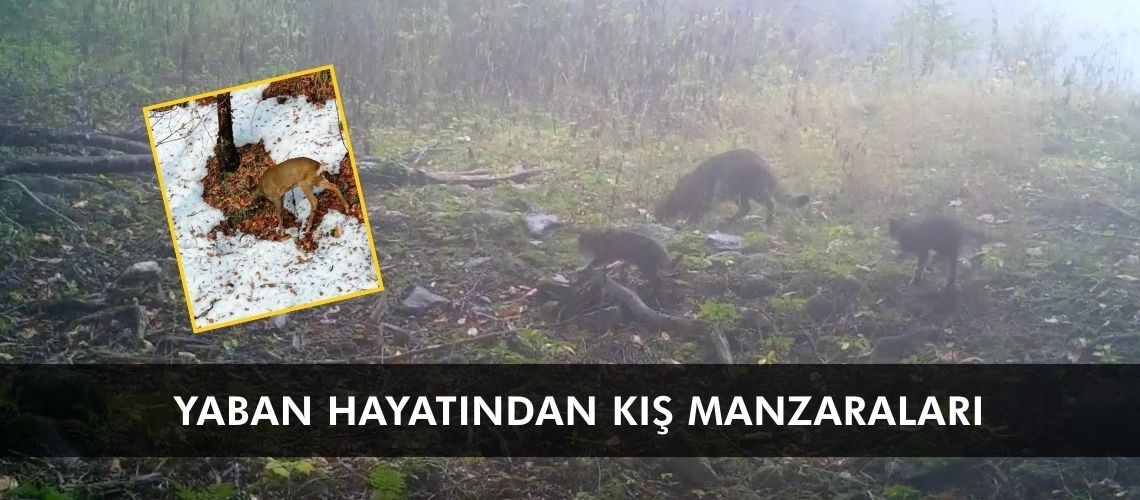 Yaban hayatından kış manzaraları